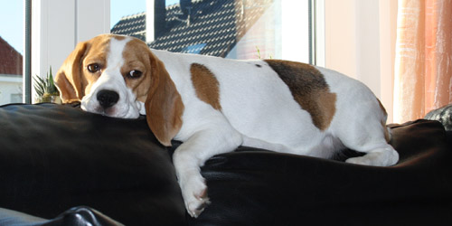 Beaglemutter sorgt sich um ihre Welpen